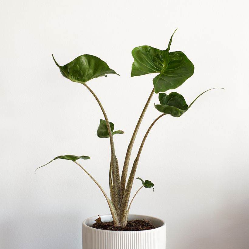 Alocasia Stingray - Oreja de elefantephante (Porte)