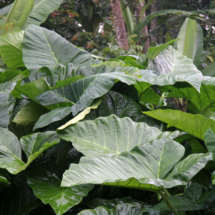 Alocasia Sumo - Oreja de elefantephante (Follaje)