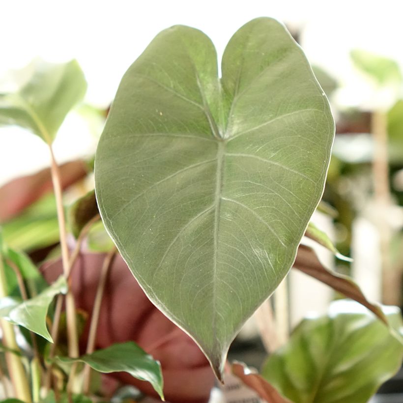 Alocasia Yucatan Princess - Oreja de elefantephante (Follaje)