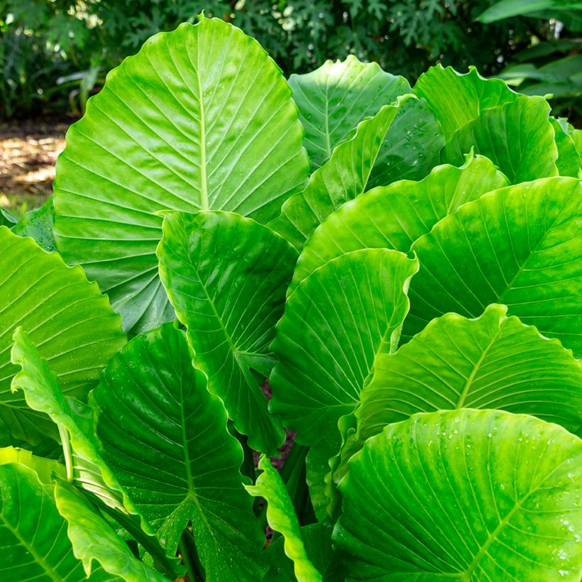 Alocasia California - Oreja de elefantephante (Follaje)