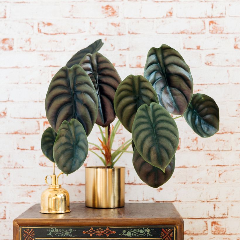 Alocasia cuprea Red - Oreja de elefantephante (Porte)