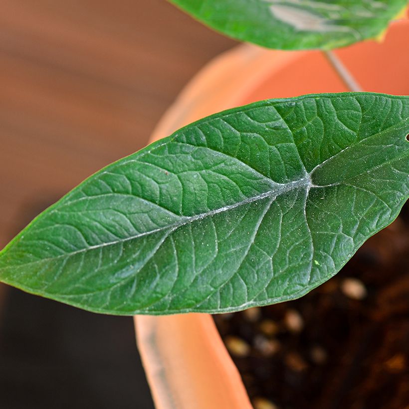 Alocasia scalprum - Oreja de elefantephante (Follaje)
