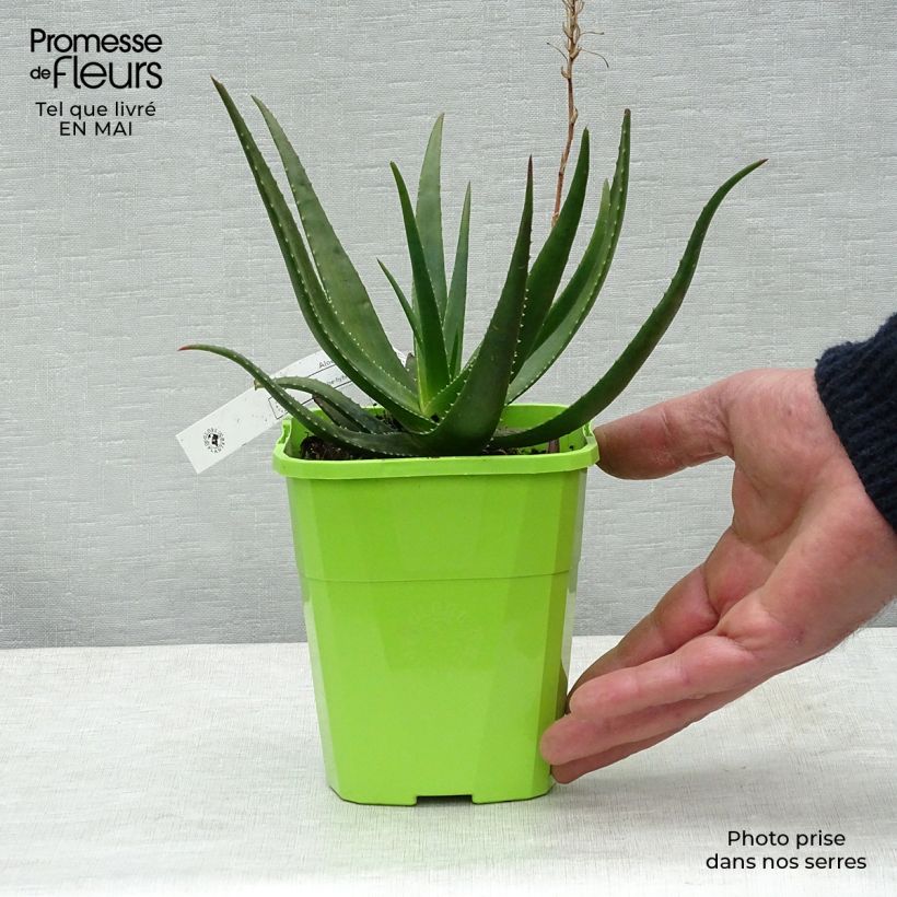 Aloe Safari Sunrise - Aloès en pot de 1L/1,5L Ejemplar entregado en la primavera