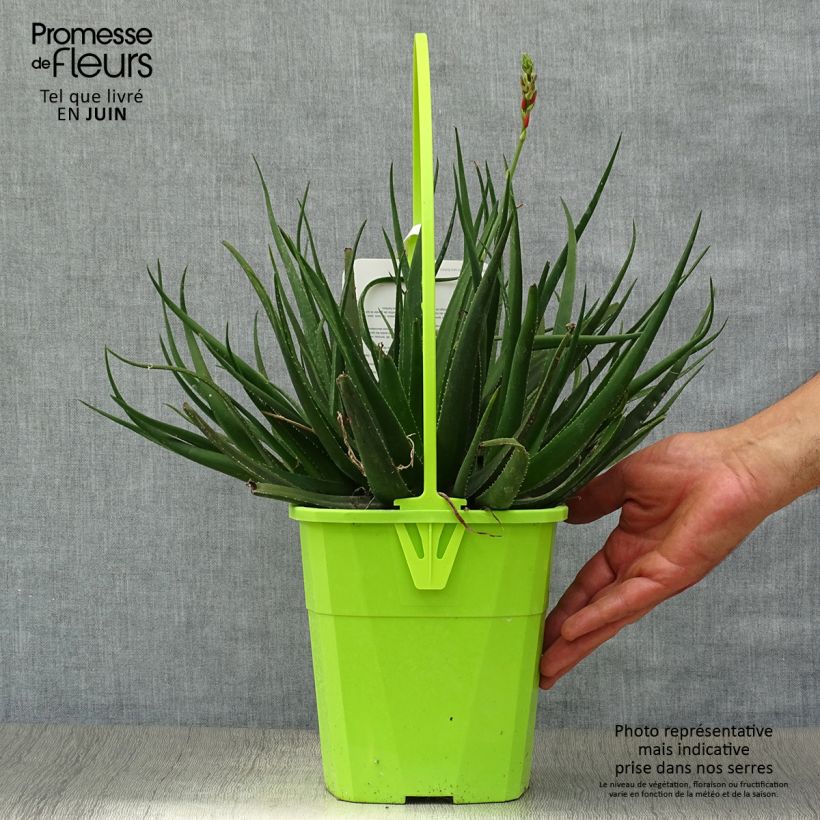 Ejemplar de Aloe Safari Sunrise - Aloès en pot de 3L/4L entregado en verano