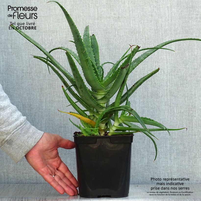 Ejemplar de Aloe arborescens - Áloe candelabro Maceta 2L/3L entregado en otoño
