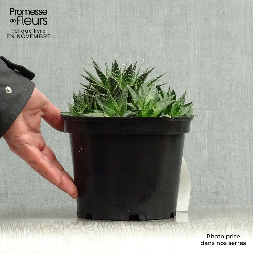 Ejemplar de Aloe aristata - Planta antorcha Maceta 2L/3L entregado en otoño