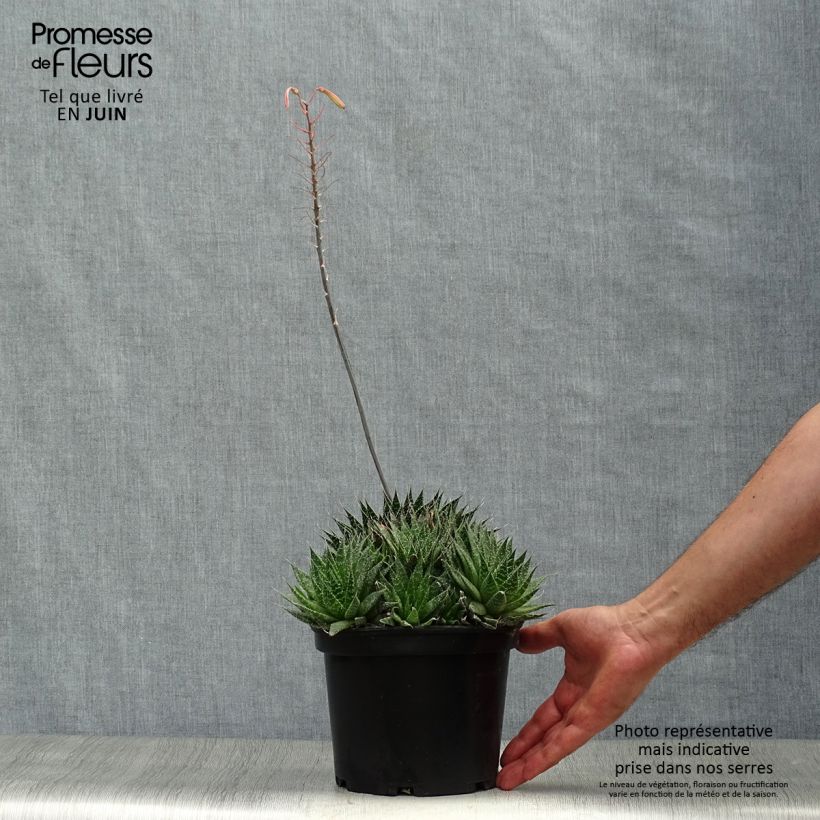 Ejemplar de Aloe aristata - Planta antorcha Maceta 2L/3LAltura de entrega aprox. 5cm entregado en verano