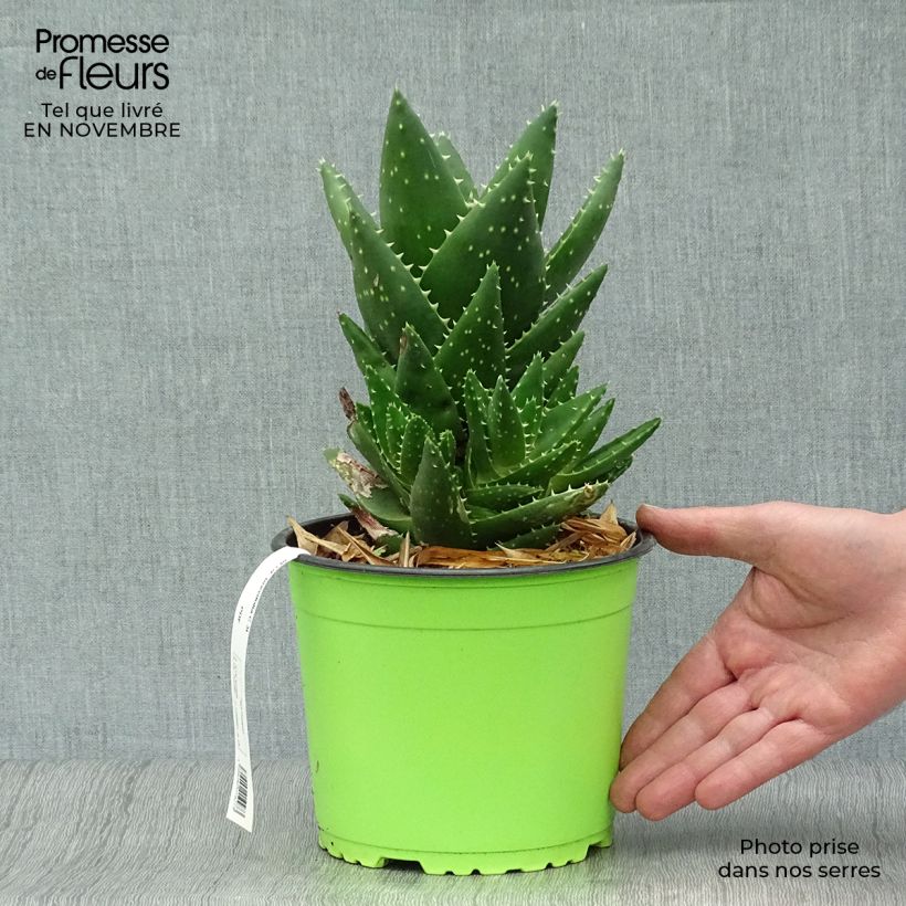 Ejemplar de Aloe brevifolia Maceta 2L/3L entregado en otoño