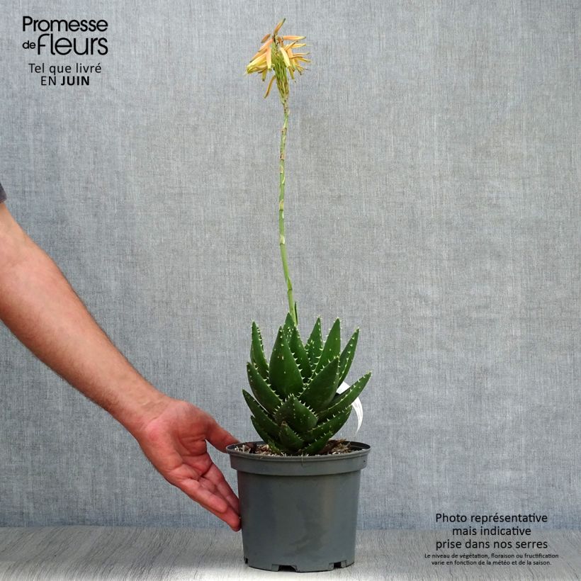 Ejemplar de Aloe brevifolia - Aloès à feuilles courtes Pot de 2L/3L entregado en verano