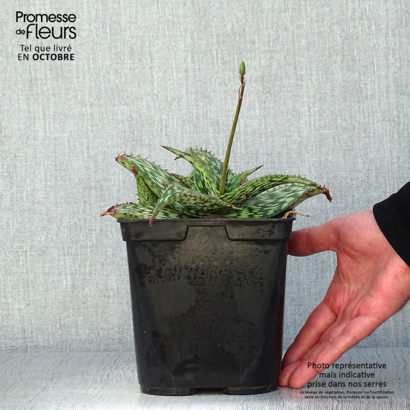 Ejemplar de Aloe harlana Maceta 3L/4L entregado en otoño