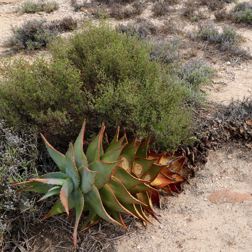 Aloe perfoliata (Porte)