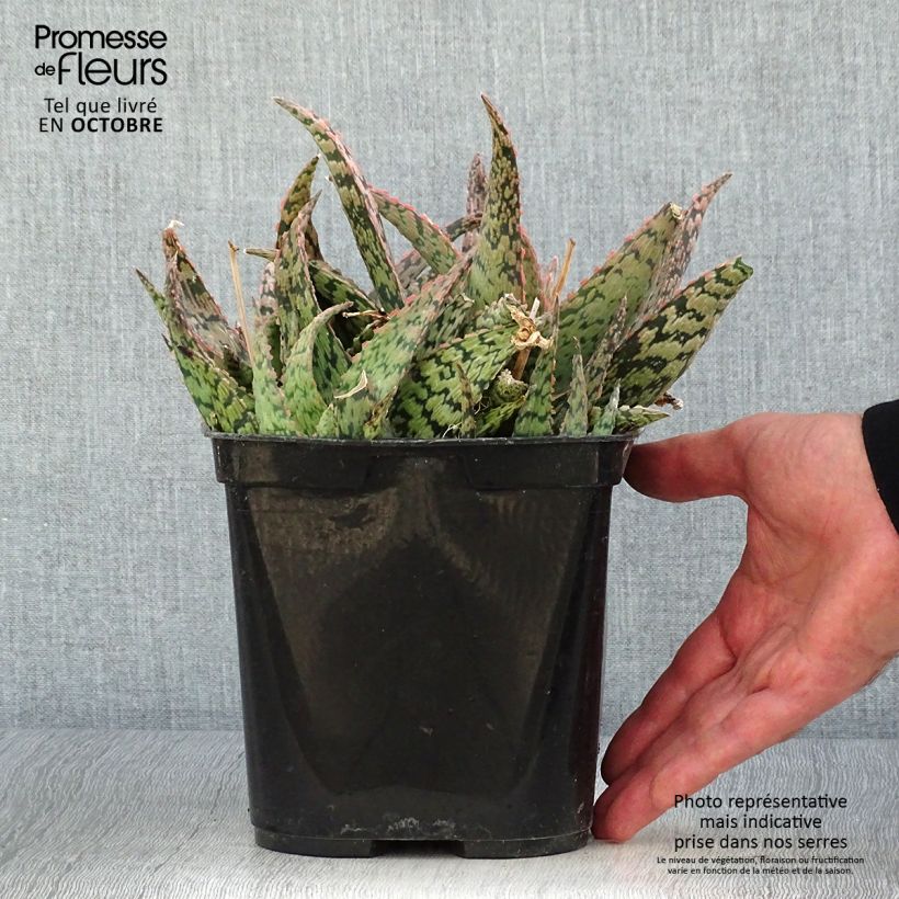 Ejemplar de Aloe rauhii Cleopatra Maceta 2L/3L entregado en otoño