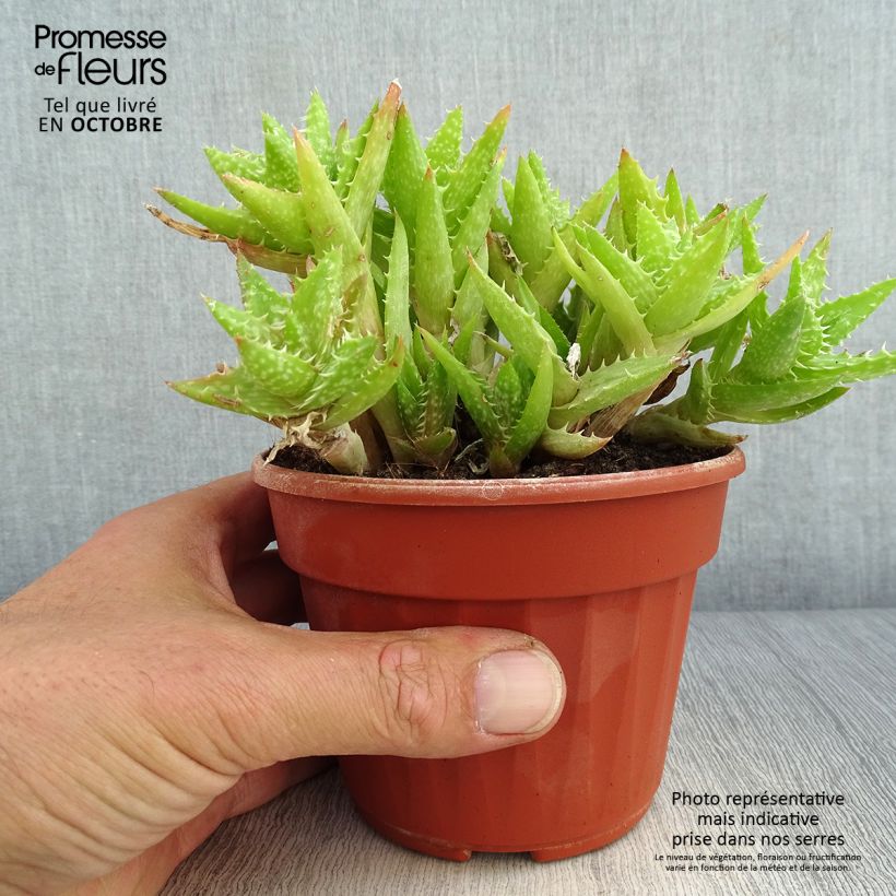 Ejemplar de Aloe squarrosa Maceta de 12 cm / 13 cm entregado en otoño
