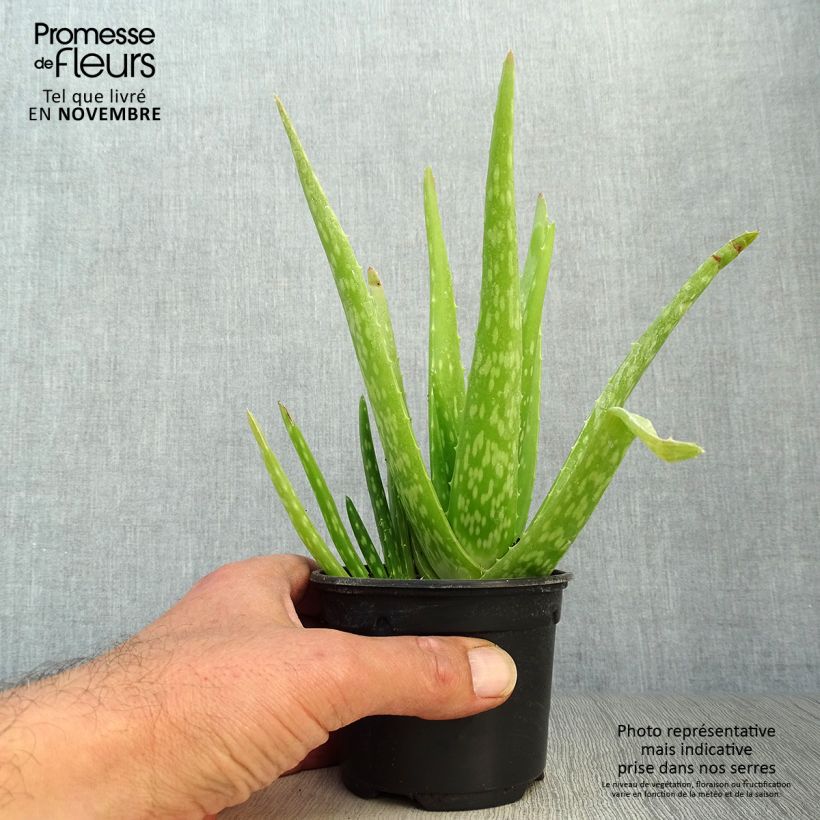 Ejemplar de Aloe vera Maceta de 7/8 cm entregado en otoño