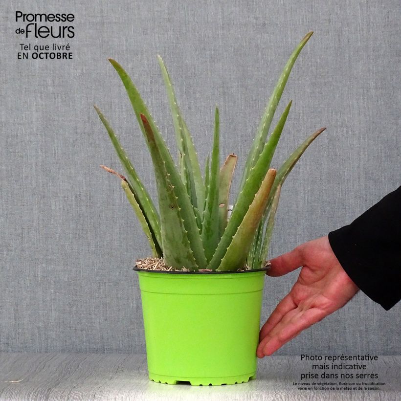 Ejemplar de Aloe vera Maceta 2L/3L entregado en otoño