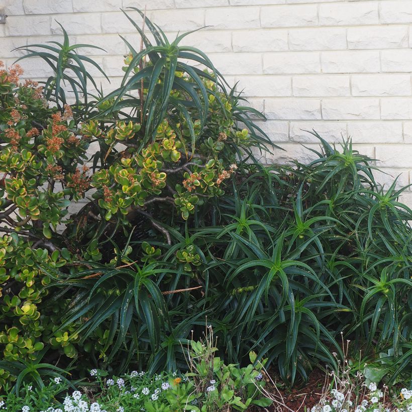 Aloe striatula ArticJungle (Porte)