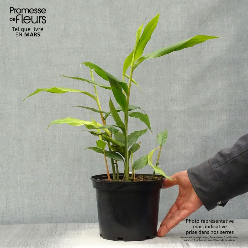 Alpinia galanga - Galanga Maceta 2L/3L Ejemplar entregado en la primavera