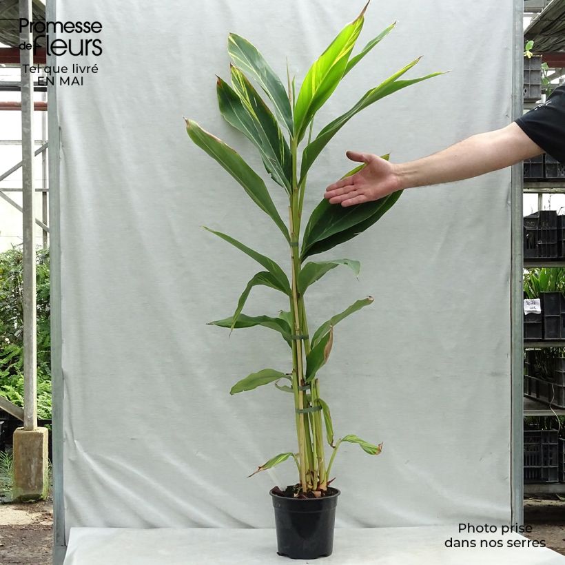 Alpinia zerumbet Variegata - Azucena de porcelana Maceta 2L/3L Ejemplar entregado en la primavera