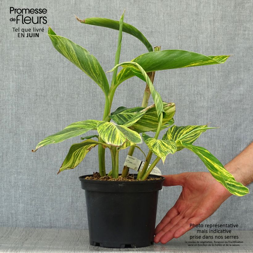 Ejemplar de Alpinia zerumbet Variegata - Azucena de porcelana Maceta 2L/3L entregado en verano