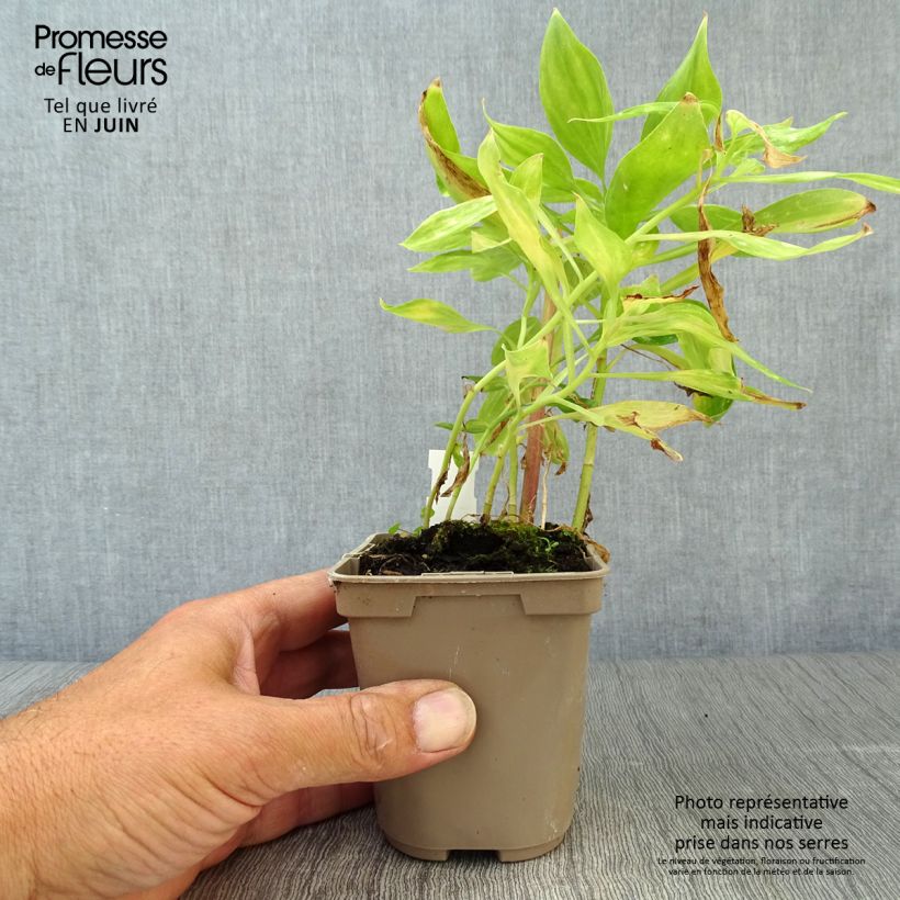 Ejemplar de Alstroemeria Duc d'Anjou Jean Maceta de 8/9 cm entregado en verano