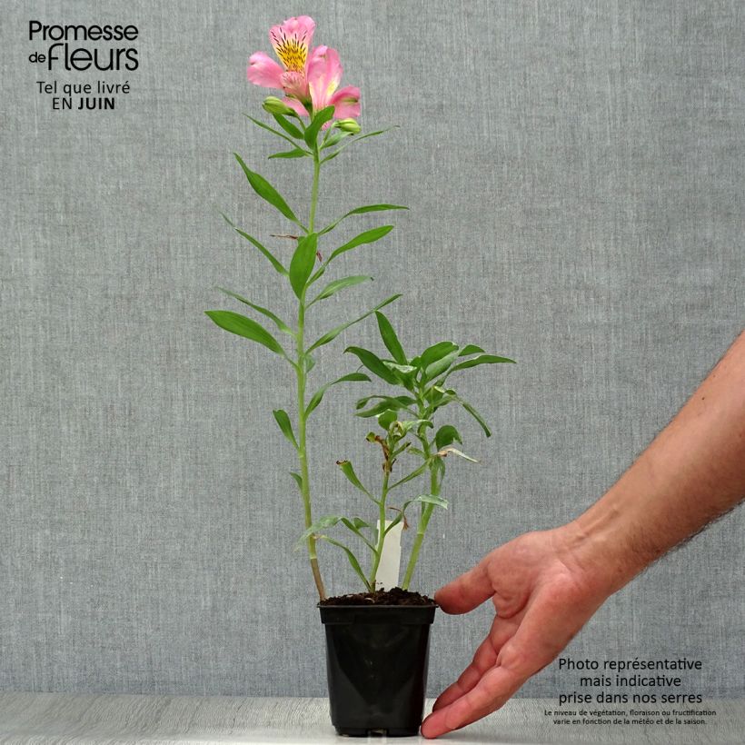 Ejemplar de Alstroemeria Duc d'Anjou Pierre Maceta de 8/9 cm entregado en verano
