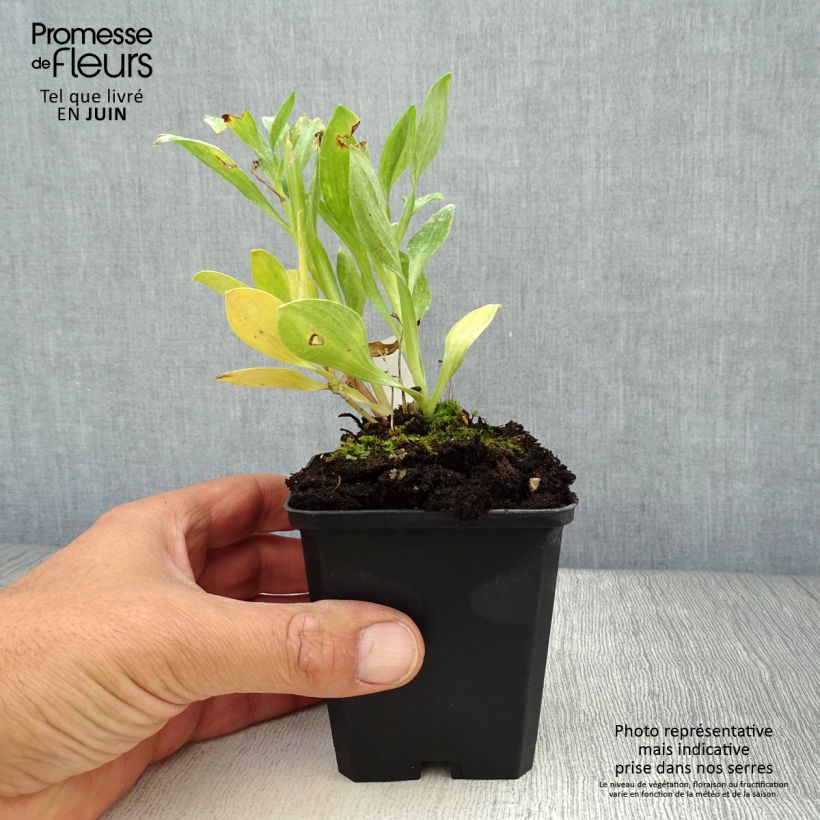 Ejemplar de Alstroemeria Duc d'Anjou William Maceta de 8/9 cm entregado en verano