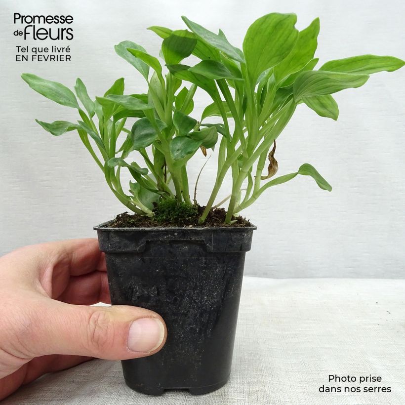 Alstroemeria Duchesses Aliénor Maceta de 8/9 cm Ejemplar entregado en invierno