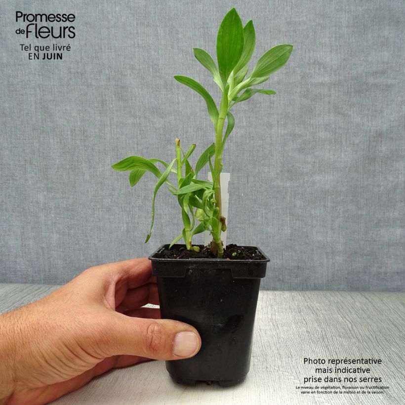 Ejemplar de Alstroemeria Duchesses Béatrice Maceta de 8/9 cm entregado en verano