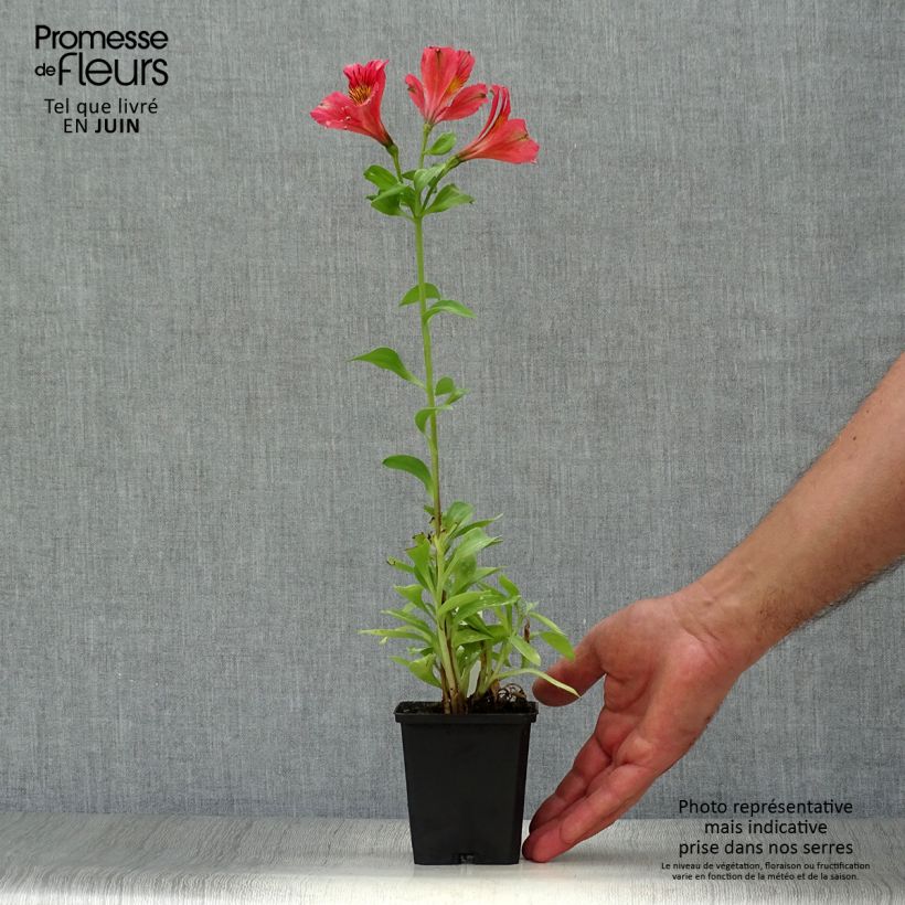 Ejemplar de Alstroemeria Duchesse Elisabeth Maceta de 8/9 cm entregado en verano