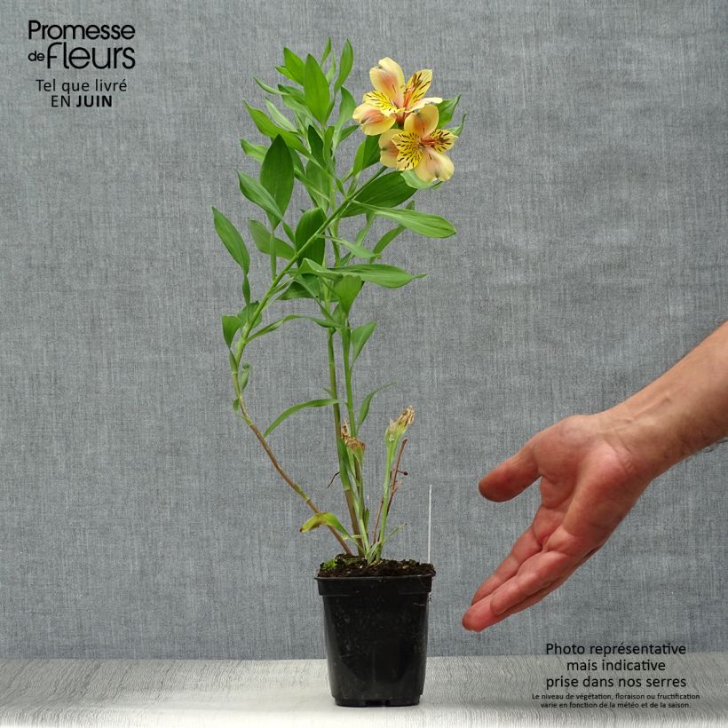 Ejemplar de Alstroemeria Majestic Layon Maceta de 8/9 cm entregado en verano