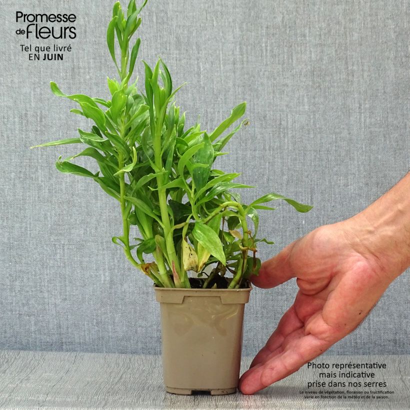Ejemplar de Alstroemeria Majestic Mazé Maceta de 8/9 cm entregado en verano