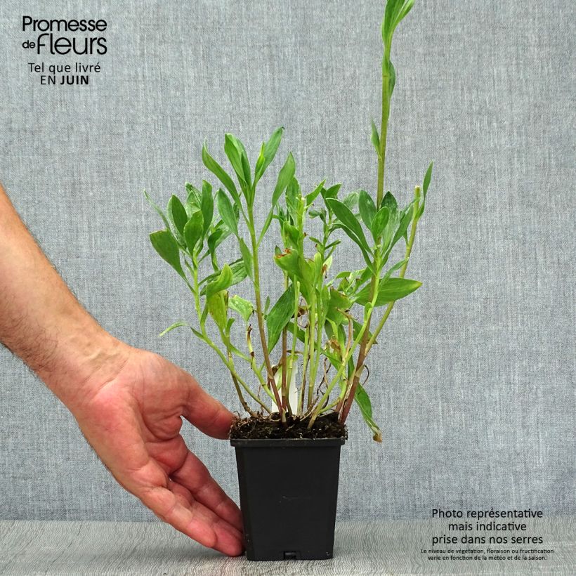 Ejemplar de Alstroemeria Majestic Montsoreau Maceta de 8/9 cm entregado en verano