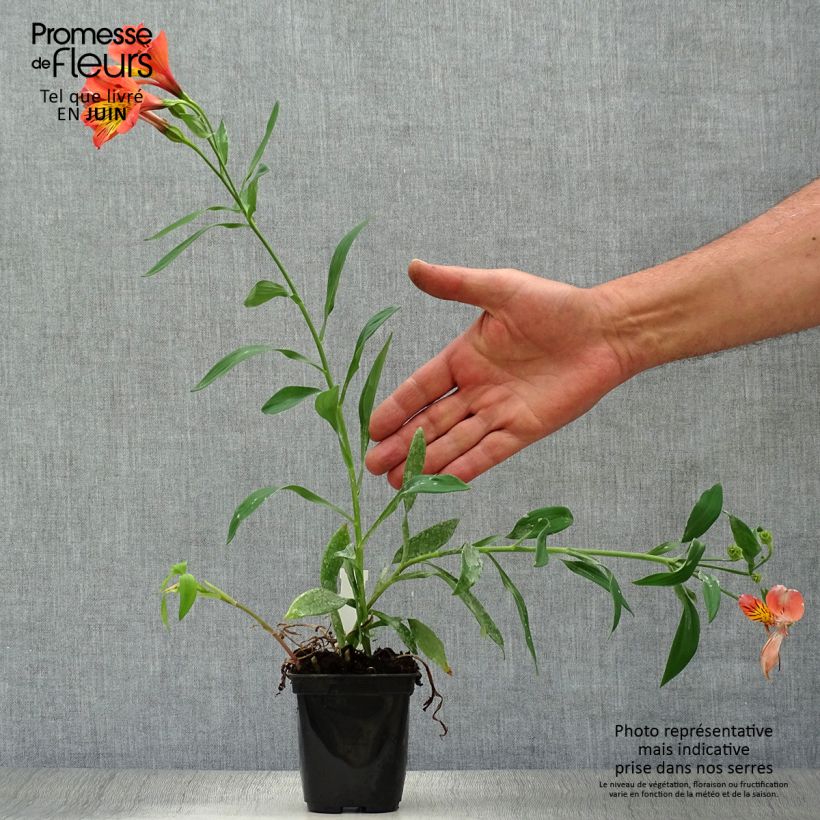 Ejemplar de Alstroemeria Majestic Brissac Maceta de 8/9 cm entregado en verano