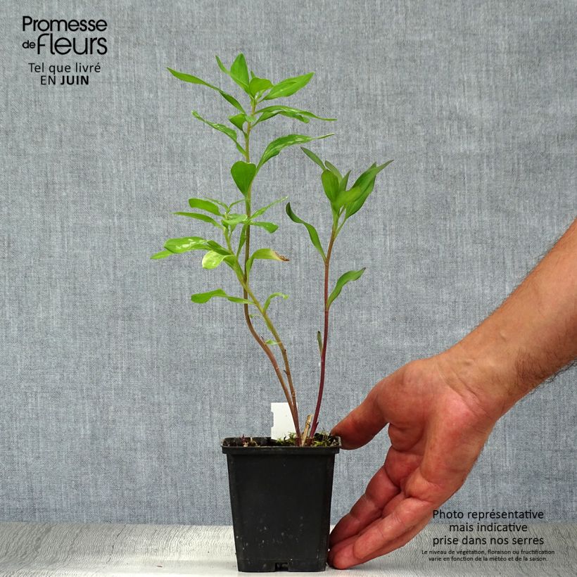 Ejemplar de Alstroemeria Majestic Chinon Maceta de 8/9 cm entregado en verano