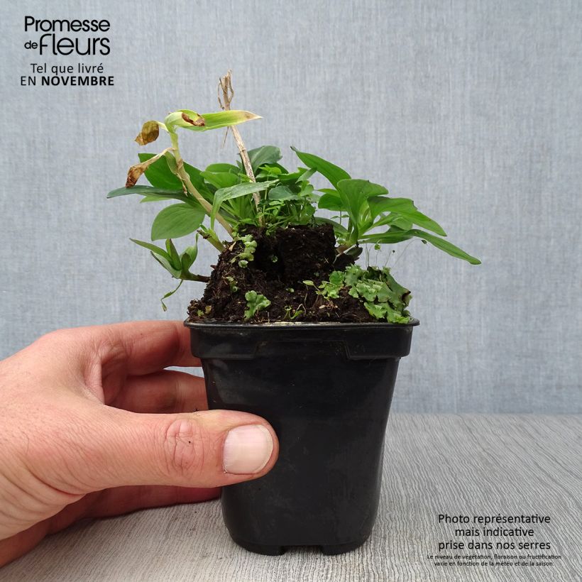 Ejemplar de Alstroemeria Pitchounes Gaspard Maceta de 8/9 cm entregado en otoño