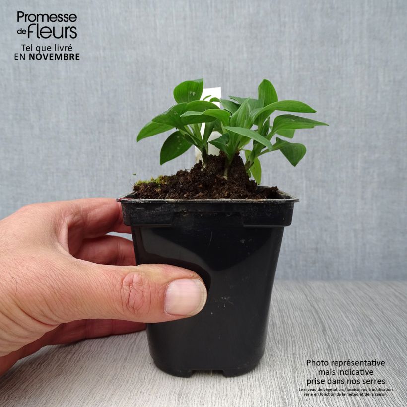 Ejemplar de Alstroemeria Pitchounes Lola Maceta de 8/9 cm entregado en otoño