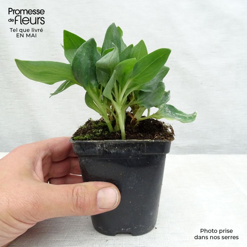 Alstroemeria Pitchounes Noah Maceta de 8/9 cm Ejemplar entregado en la primavera