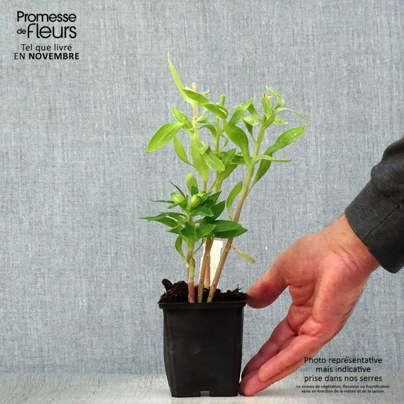 Ejemplar de Alstroemeria Pitchounes Rosie Maceta de 8/9 cm entregado en otoño