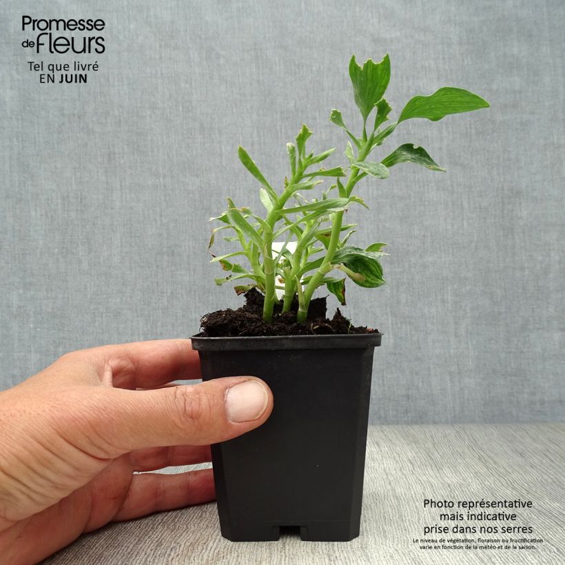 Ejemplar de Alstroemeria Pitchounes Stella Maceta de 8/9 cm entregado en verano