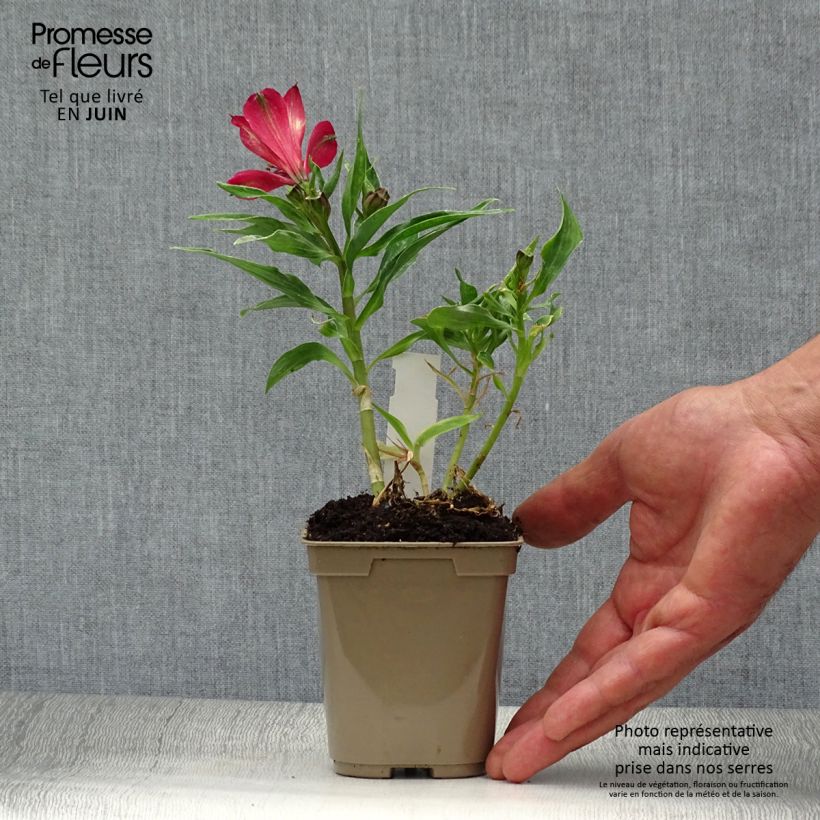 Ejemplar de Alstroemeria Pitchounes Timoté Maceta de 8/9 cm entregado en verano