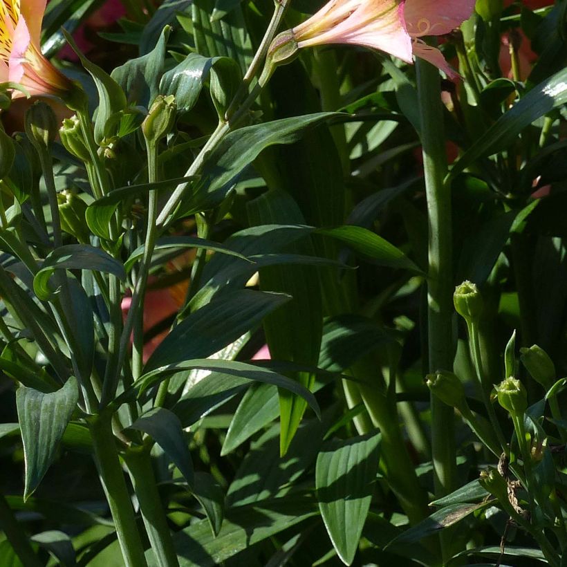 Alstroemeria Garden Summer Relieve (Follaje)
