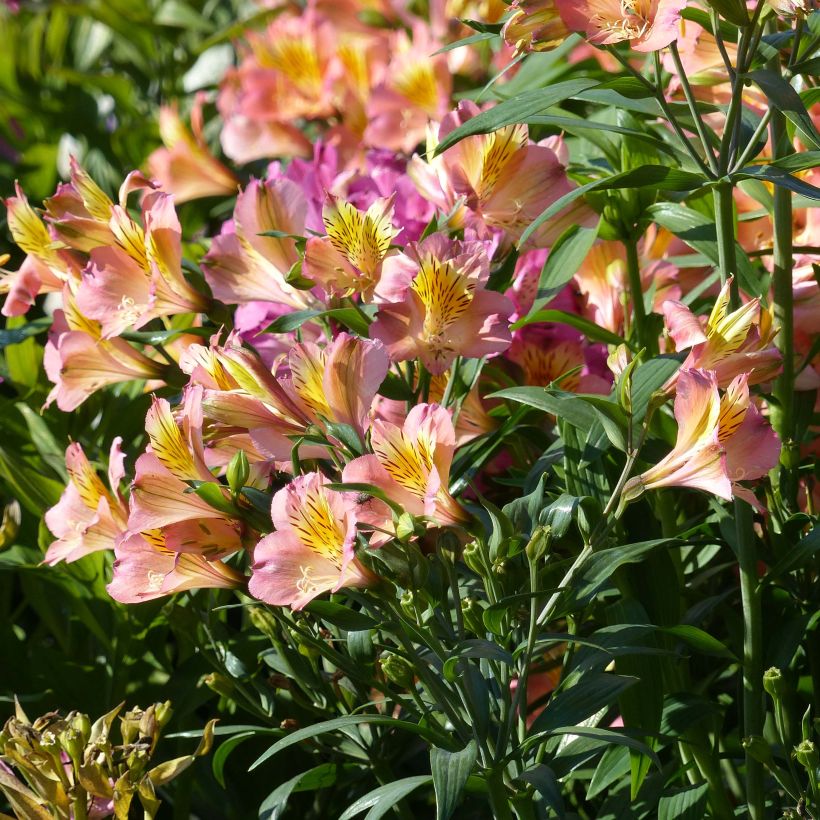 Alstroemeria Garden Summer Relieve (Floración)