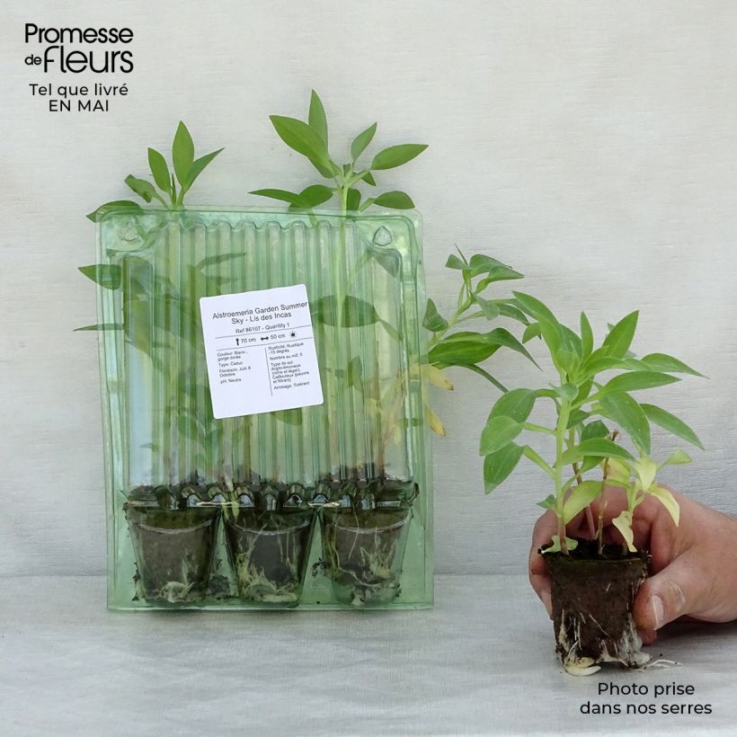 Alstroemeria Garden Summer Sky - Lis des Incas Motte 4 cm x 4,5 cm Ejemplar entregado en la primavera