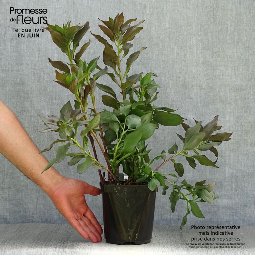 Ejemplar de Alstroemeria Indian Summer - Lis des Incas - Pot de 2L/3L entregado en verano