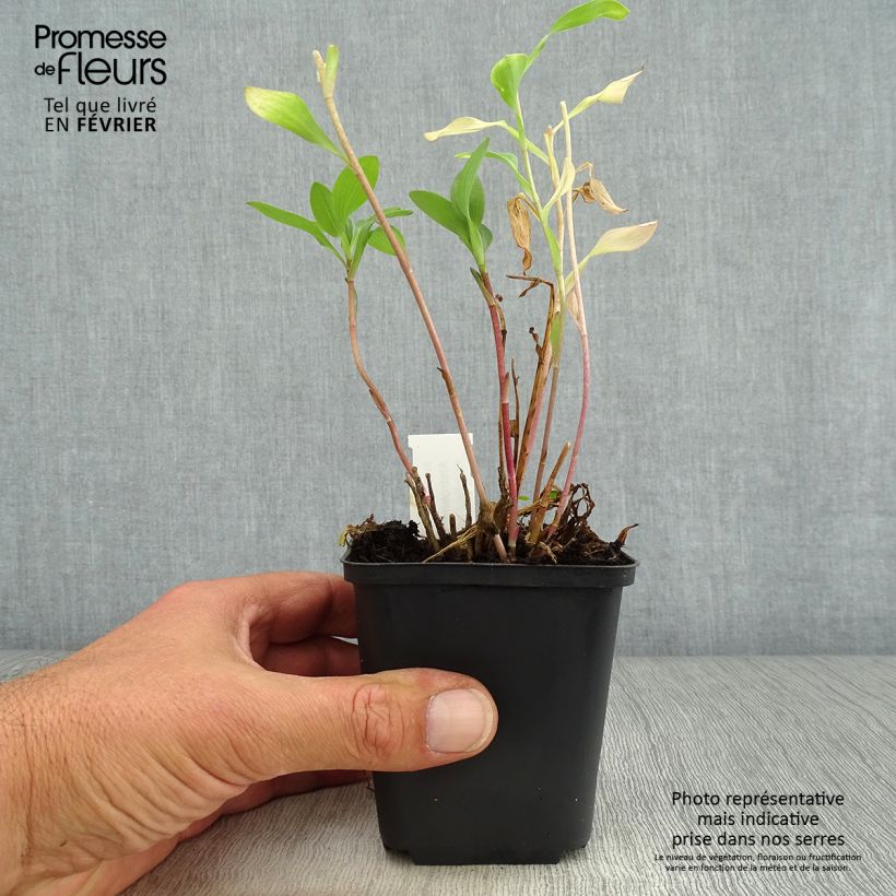 Ejemplar de Alstroemeria Mars Maceta de 8/9 cm entregado en otoño