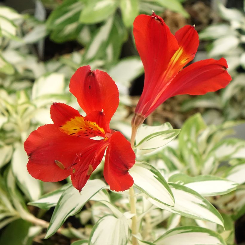 Alstroemeria Rock'n roll (Floración)