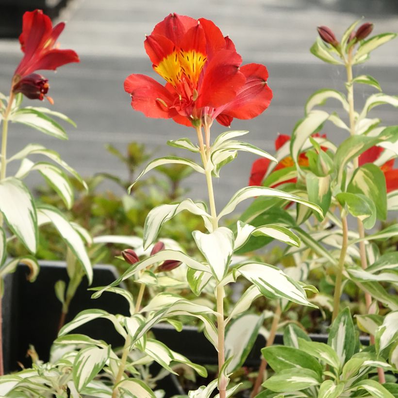 Alstroemeria Rock'n roll (Porte)