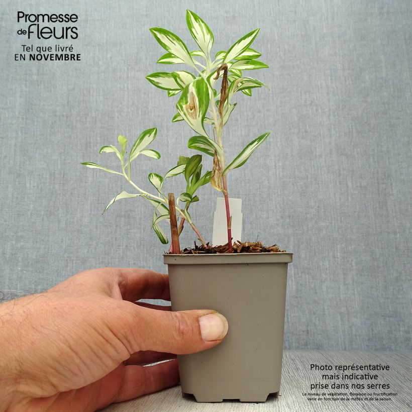 Ejemplar de Alstroemeria Rock'n roll Maceta de 8/9 cm entregado en otoño