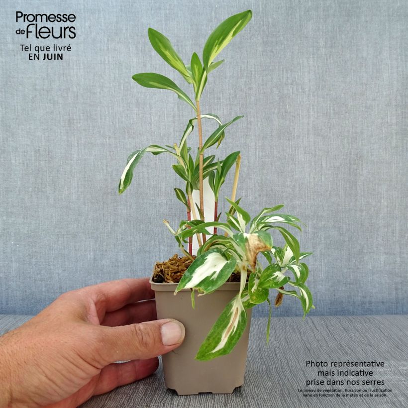 Ejemplar de Alstroemeria Rock'n roll - Lis des Incas Godet de 8/9 cm entregado en verano