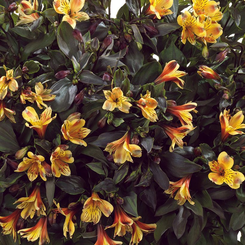 Alstroemeria Summer Breeze (Floración)